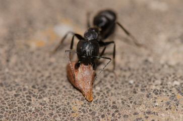 Ant Camponotus feae with a seed. Integral Natural Reserve of Inagua. Tejeda. Gran Canaria. Canary...
