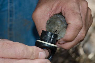 Obraz premium Giving water to a Gran Canaria blue chaffinch Fringilla polatzeki captured during a bird banding day. Reserve of Inagua. Gran Canaria. Canary Islands. Spain.