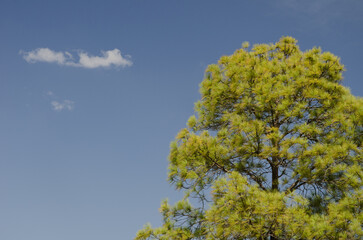 Canary Island pine Pinus canariensis and clouds. Integral Natural Reserve of Inagua. Gran Canaria. Canary Islands. Spain.