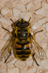 Female common drone fly Eristalis tenax. Gran Canaria. Canary Islands. Spain.