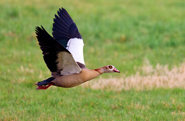 Nilgans fliegend