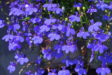 Lobelia. Blue tail Lobelia sapphire flowers. Edging Lobelia. Flowers as backgrounds.