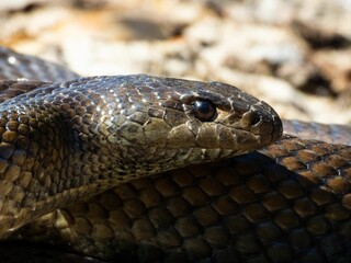 Obraz premium Close-up of a snake basking in sunlight.