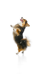 Tricolor corgi standing alert with playful expression and tongue out against white background. Concept of pet alertness, emotional intelligence, veterinary check readiness, dog personality.