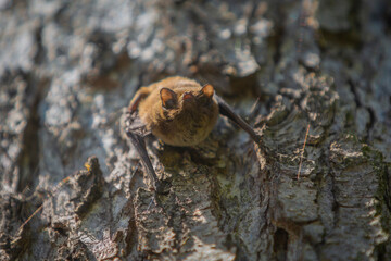 macro of a bat on the tree