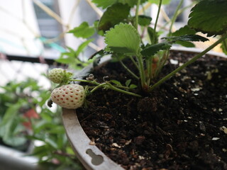 Fresh white strawberry as potted plants  design for tasty and harvest concept