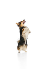 Tricolor corgi rolling on back with happy face and raised paw against white background. Concept of trustful behavior, pet joy, mental wellness, grooming aftermath, health service results.