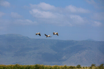 drei fliegende pelikane