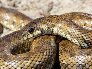 Obraz premium Coiled snake with detailed scales on sand.