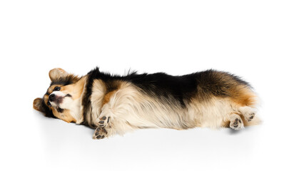 Obraz premium Tricolor corgi laying on side with relaxed body and soft fur visible against white background. Concept of post-grooming comfort, pet relaxation, emotional balance, healthy lifestyle support.