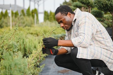 A young african american gardener cuts a tree with scissors. Gardening and tree shop concept