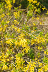 Obraz premium レンギョウの花