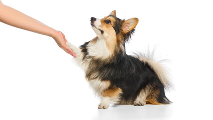 Tricolor corgi giving paw to human hand in obedient gesture on white studio background. Concept of pet trust, dog training, companion loyalty, wellness checkup, veterinary bond.