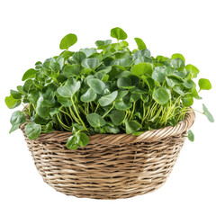 Naklejka premium Fresh watercress nestled in a woven basket against a clean white backdrop, watercress in a basketisolated on Transparent background