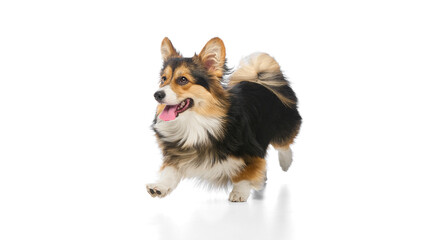 Energetic photo of tricolor welsh corgi running with tongue out and lively eyes on white studio background. Concept of joyful movement, healthy pet activity, dog care, wellness, positive energy.