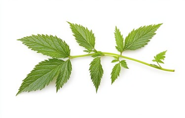 A vibrant branch with lush green leaves on a white background