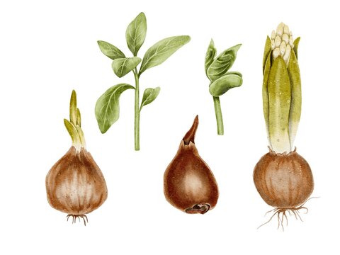 Flower bulb with green leaves and bud and roots and sprouts. Watercolor illustration is suitable for topics related to ecology, gardening, nature. Onions, a spice for cooking