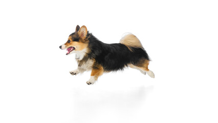 Tricolor corgi facing forward running with relaxed posture and open mouth against white background. Concept of pet enthusiasm, joyful sprint, healthy dog routine, wellness and grooming.