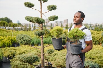 Male employee of garden shopping center inspects product. Department with potted plants, is...