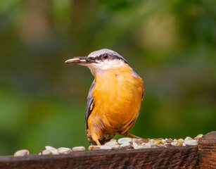 Eurasian nuthatch (Sitta europaea) with seeds in its beak
