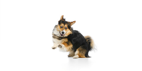 Obraz premium Mid-air tricolor corgi with excited or shocked muzzle running in profile against white background. Concept of movement, agility, dog vitality, pets care, professional pet grooming and wellness.