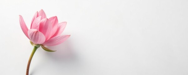 Obraz premium Delicate flower petals unfolding on white background, single bloom, spring, white background