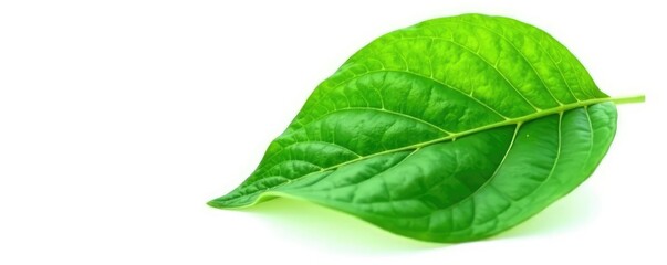 Obraz premium Single, isolated leaf with veins on white background, botanical art, green