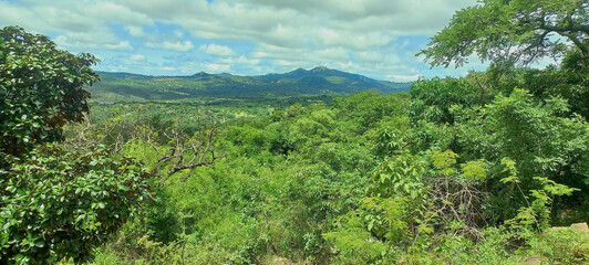 landscape with trees