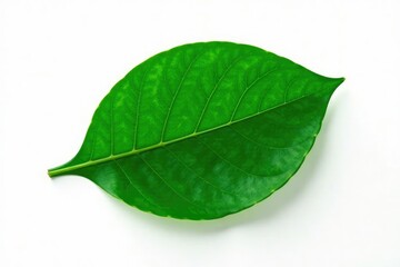 Obraz premium Single large leaf isolated on white background with subtle veins, leaf, botanical