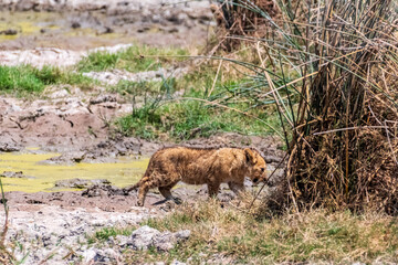 Telephoto of a group of small lion cubs -Panthera Leo- being playful in the Ngorogoro Crater,...
