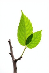 Fototapeta premium Single Leaf on Isolated Branch on White Background with Twigs, wood, landscape, twigs