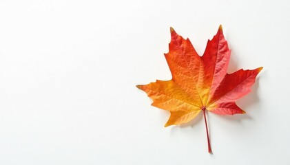 Single maple leaf on a white background with subtle texture, leaf details, fall leaf