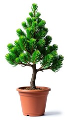 Single potted cypress branch isolated on white background, branch, tree