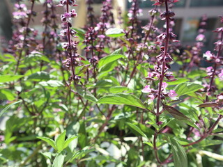 Basil blossoms on the balcony design for harvest season