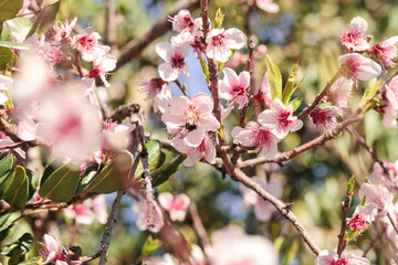 Pink and white flowers . Spring in the garden. 