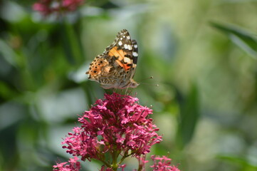Obraz premium butterfly on flower