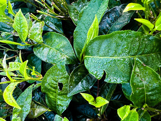 Bright green tea leaves with droplets of water