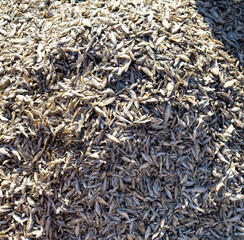 Large mound of small dried silver fish basking in sunlight for traditional preservation.