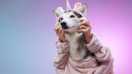 A husky wearing a unicorn headband forms a heart shape with its paws against a bright pink and blue background. The pose reflects its playful and affectionate demeanor. - Powered by Adobe
