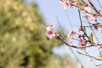 Blossoming trees spring . Delightful flowering trees that you can't stop admiring