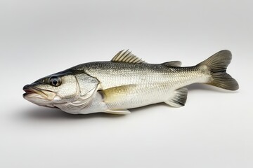 Obraz premium A detailed image of a freshwater fish on white background