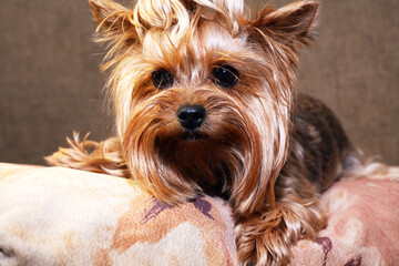 A Sad Little Dog