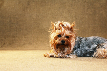 A Sad Little Dog