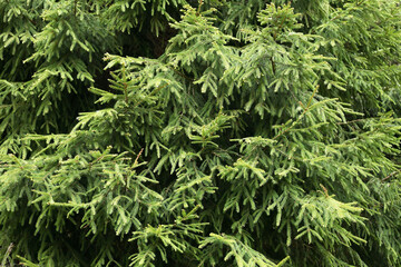 Pine Tree Background