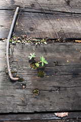 The Green Sprout