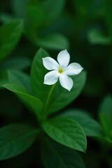 Single white flower against dark green leaves, botanical, blossom, leaf