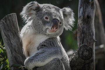 Koala subido a un &aacute;rbol comiendo