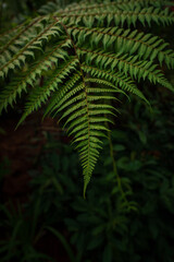 Close-up views of lush tropical ferns in the Kuala Lumpur Botanical Garden, showcasing their intricate leaves and vibrant greenery, surrounded by the serene natural beauty of the park.