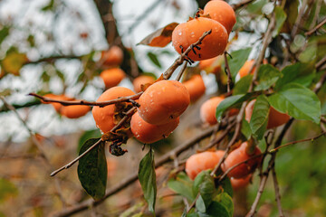 Juicy persimmon fruits. Persimmon on a tree, a fruit grown in the mountains of the Caucasus. Persimmon fruits on a tree in nature. Fresh persimmon fruits, ripe on the trees on the branches. 