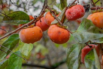 Fresh persimmon fruits, ripe on the trees on the branches. Juicy persimmon fruits. Persimmon on a tree, a fruit grown in the mountains of the Caucasus. Persimmon fruits on a tree in nature. 
